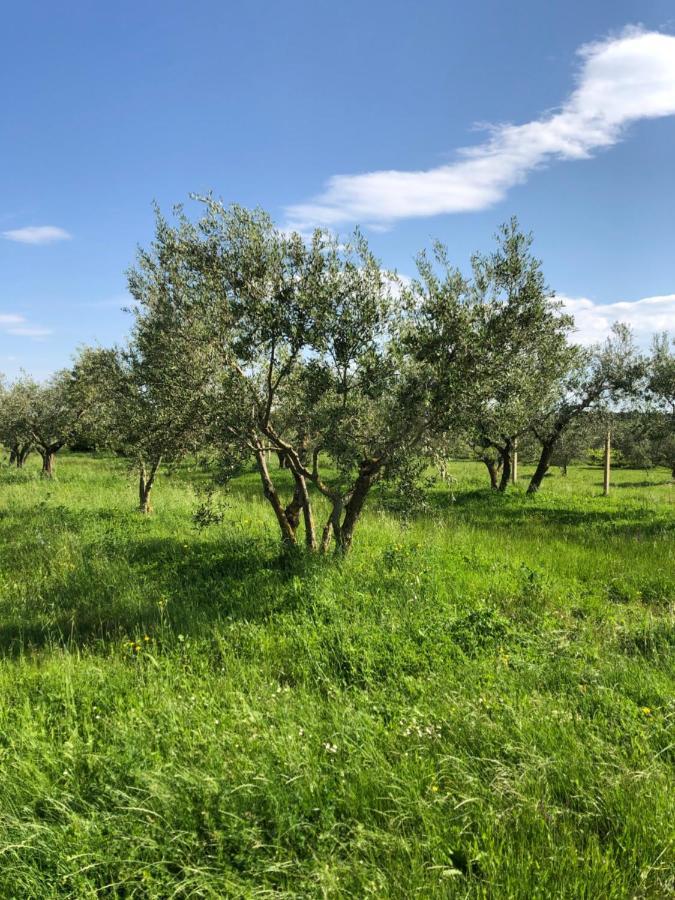 Olive Tree Apartments Umag Bagian luar foto