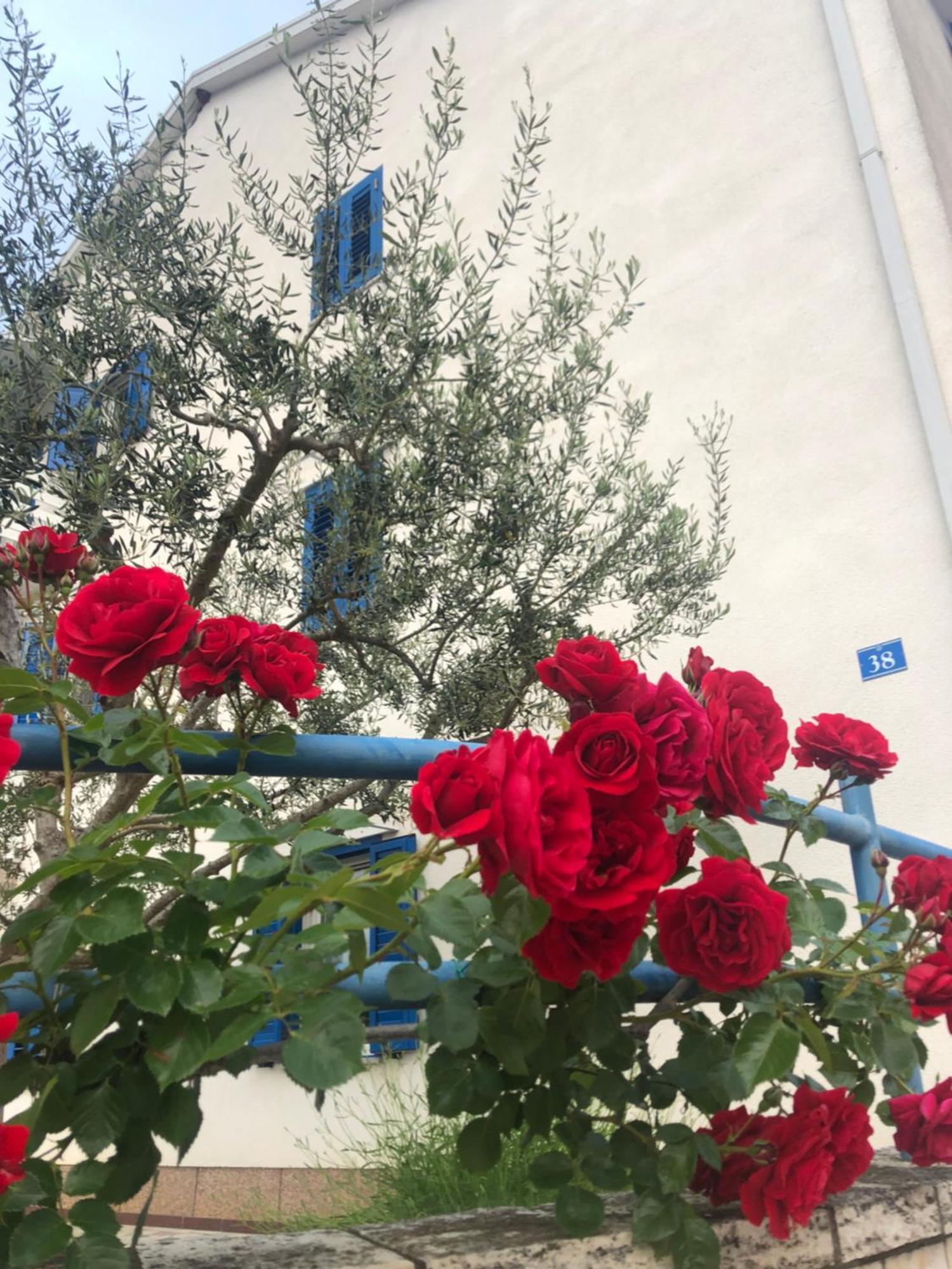 Olive Tree Apartments Umag Bagian luar foto