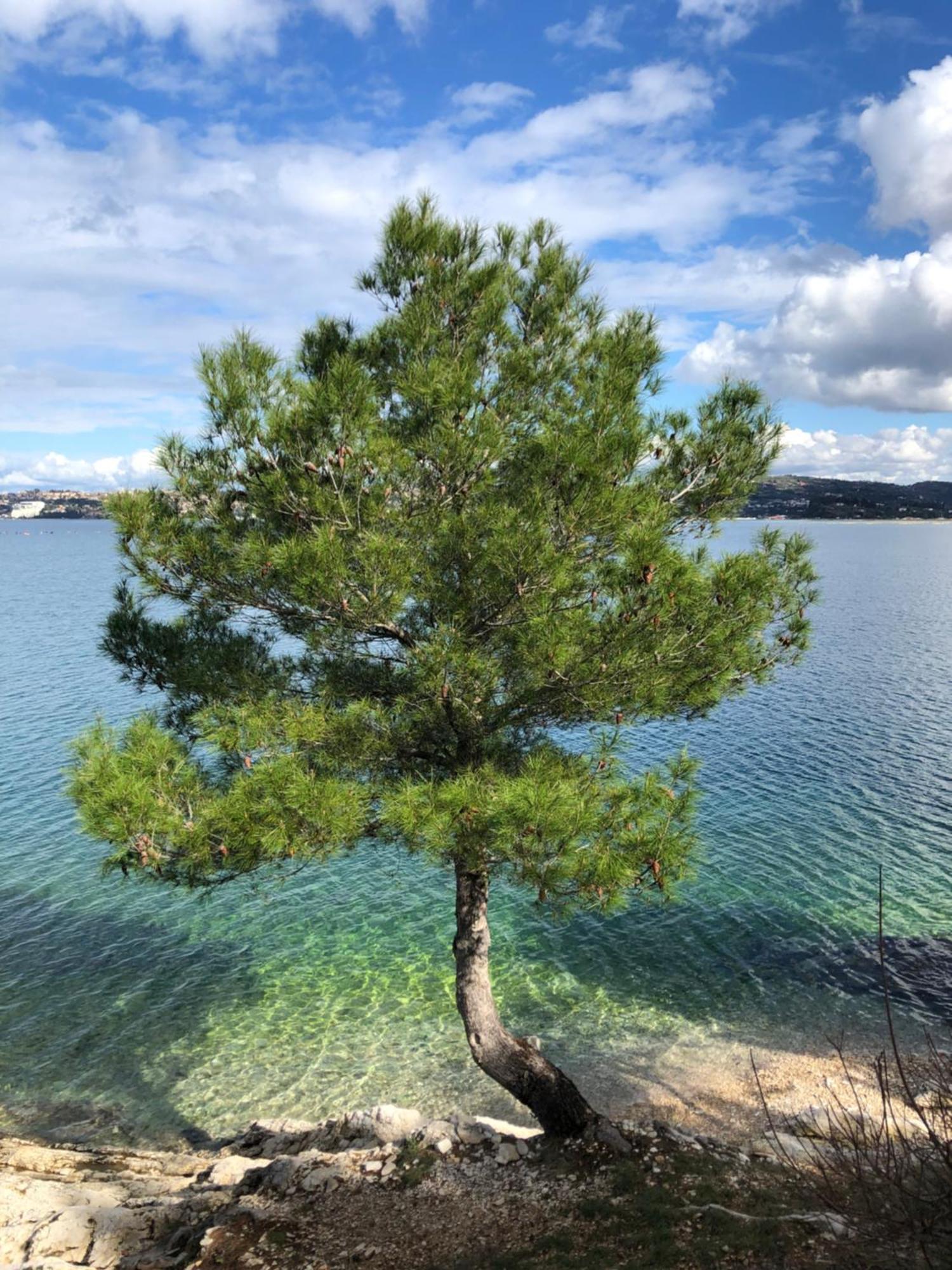 Olive Tree Apartments Umag Bagian luar foto